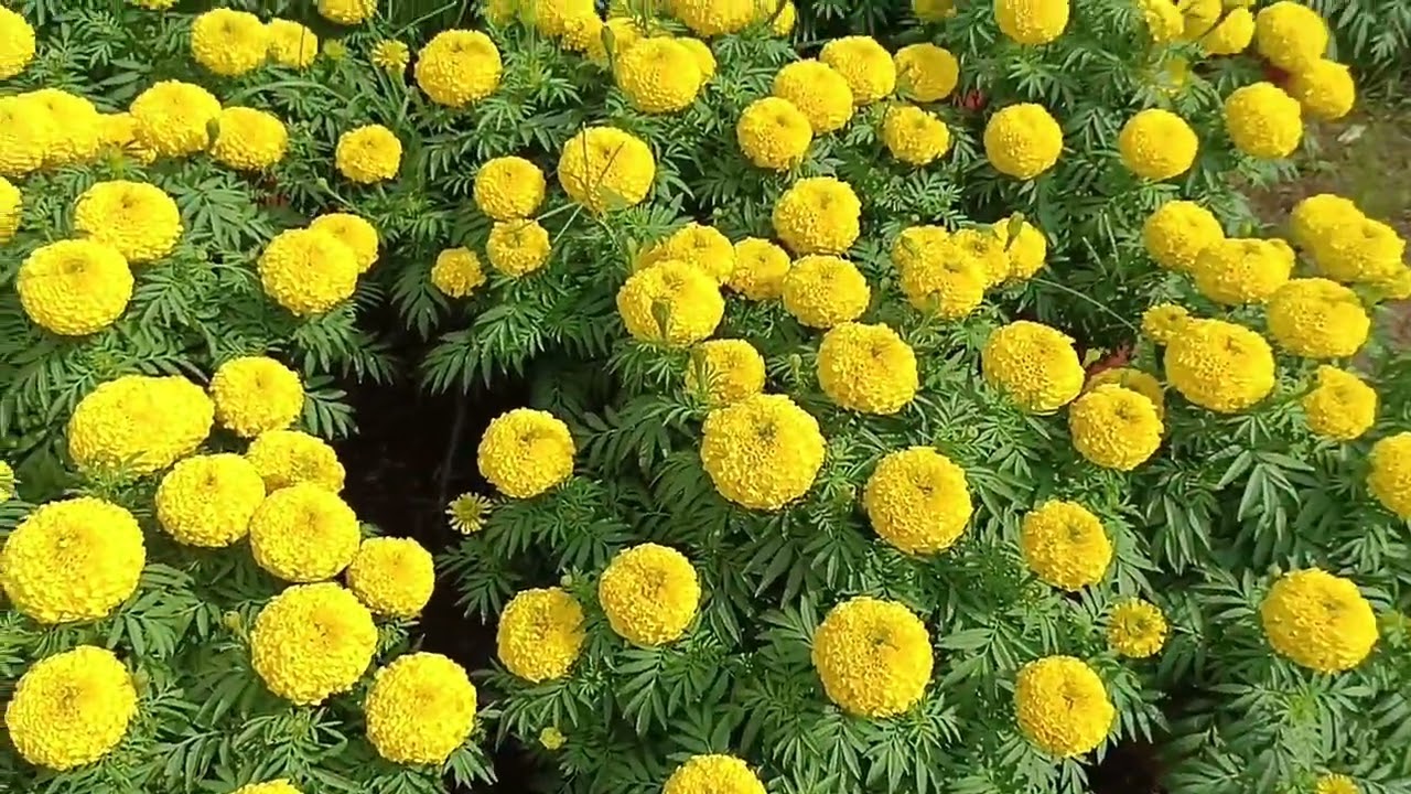 Tình hình giá cả ngày 22 Tết Bông trúng chợ 