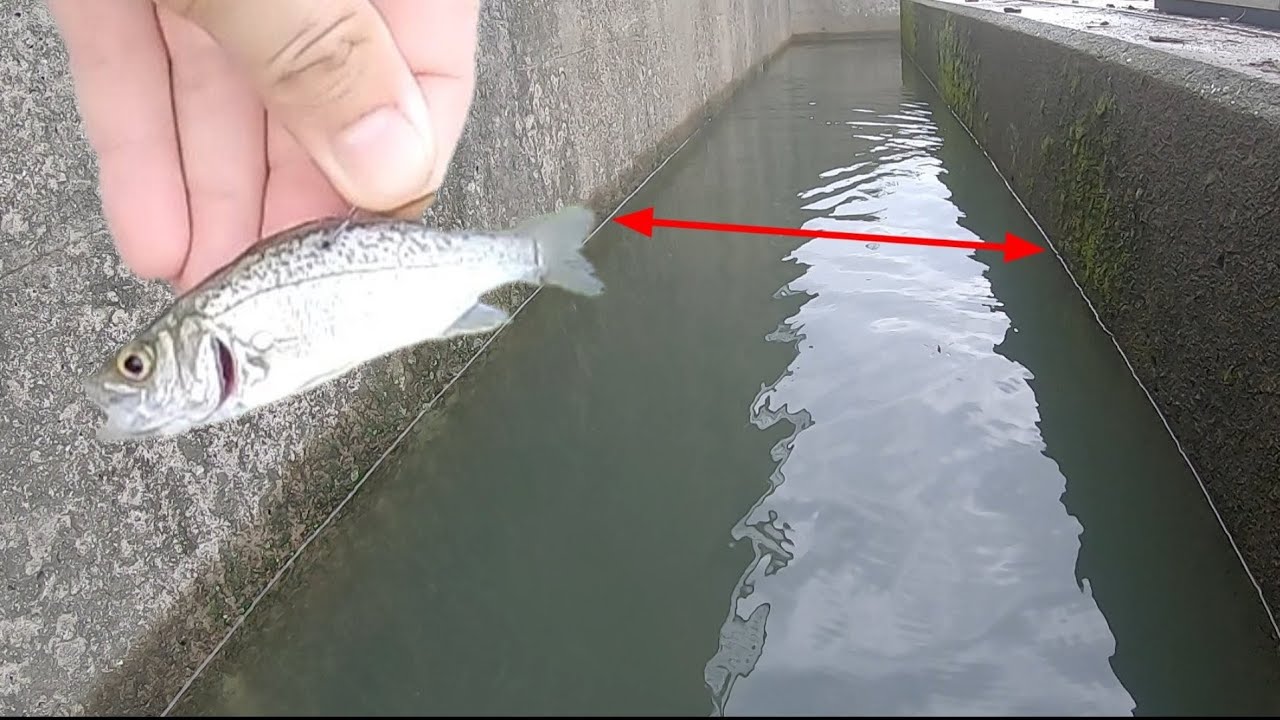 用水路の出口で泳がせ釣りしたら次々に衝撃が襲ってきた！