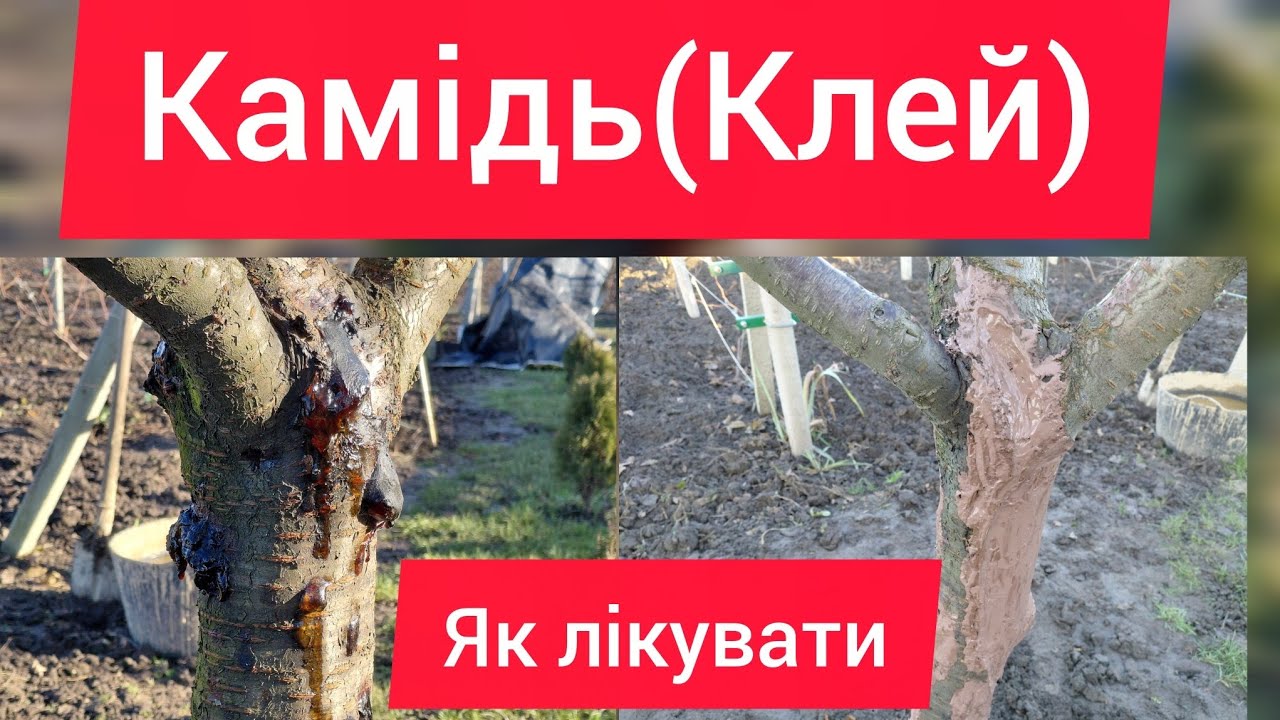 Камідь.Як рішити проблему.Покрокова інструкція.