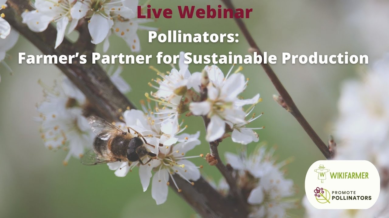 Pollinators: Farmer&rsquo;s Partner for Sustainable Production
