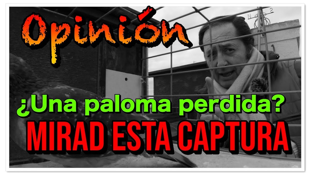 ✴️Mirad esta captura ✴️ | ¿Una paloma perdida? 🤔🤔| Vuestra opinión importa 👌