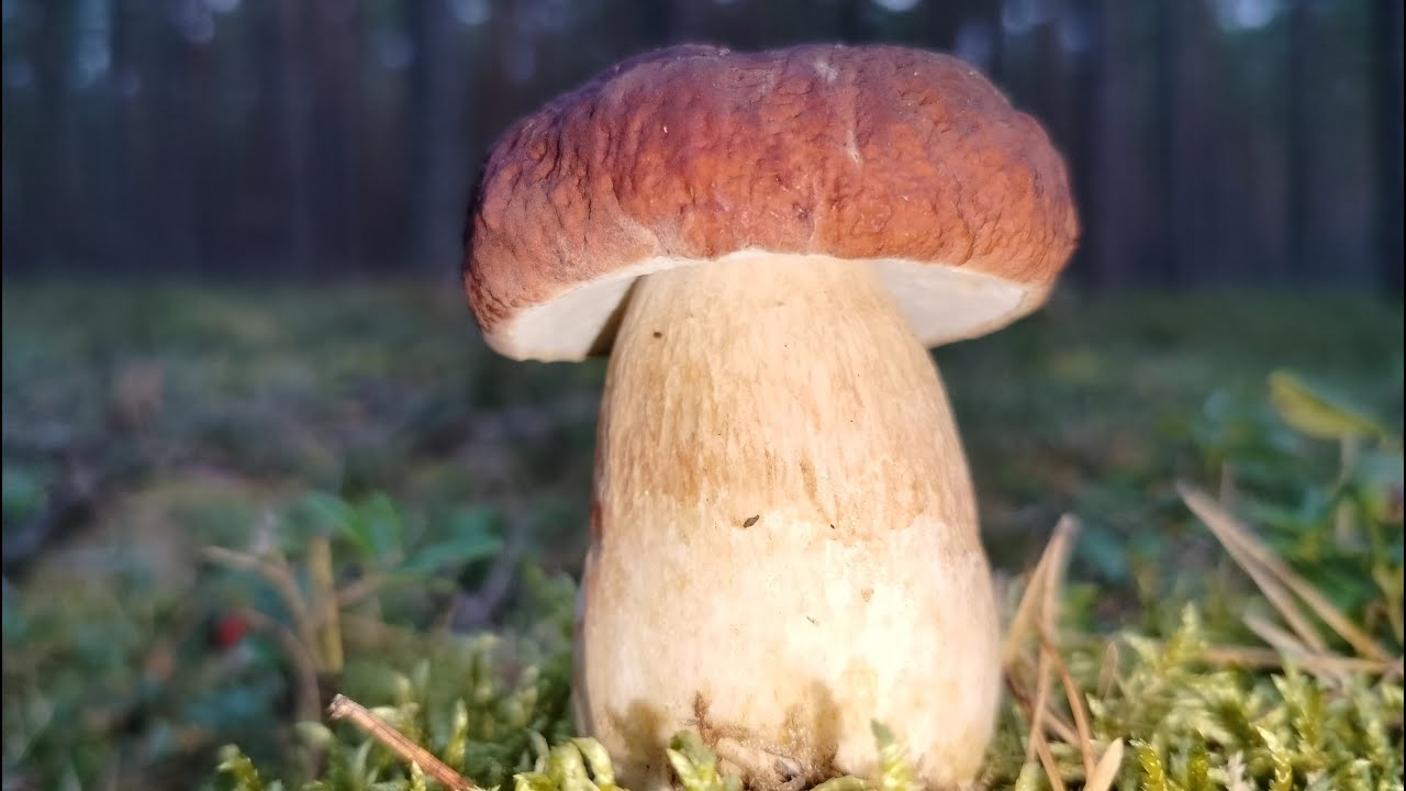 Przyjemna Puszcza Słupska i jej dary Malutkie Borowiki