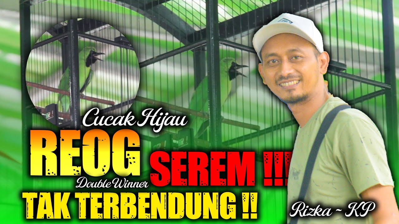 CUCAK HIJAU REOG, SEREM !! TAK TERBENDUNG !!! ANNIVERSARY JAMAIKA # 3