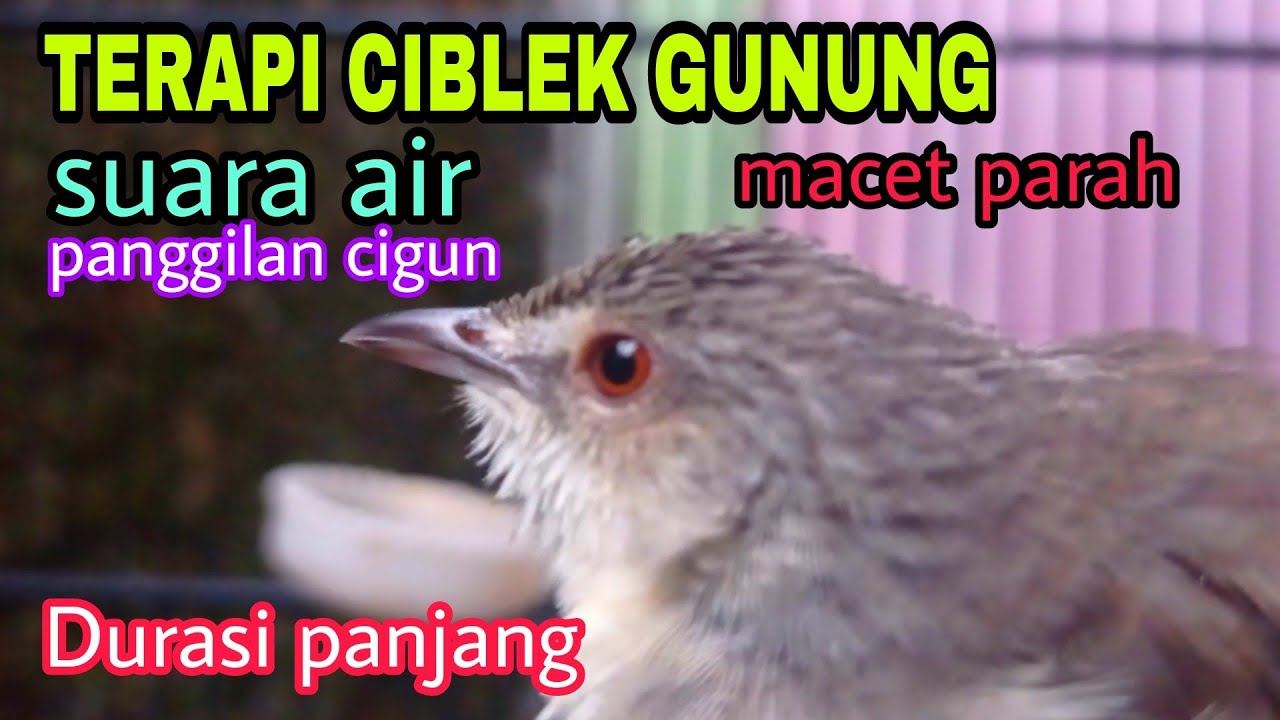 Terapi ciblek gunung macet bunyi suara panggilan cigun dan air mengalir
