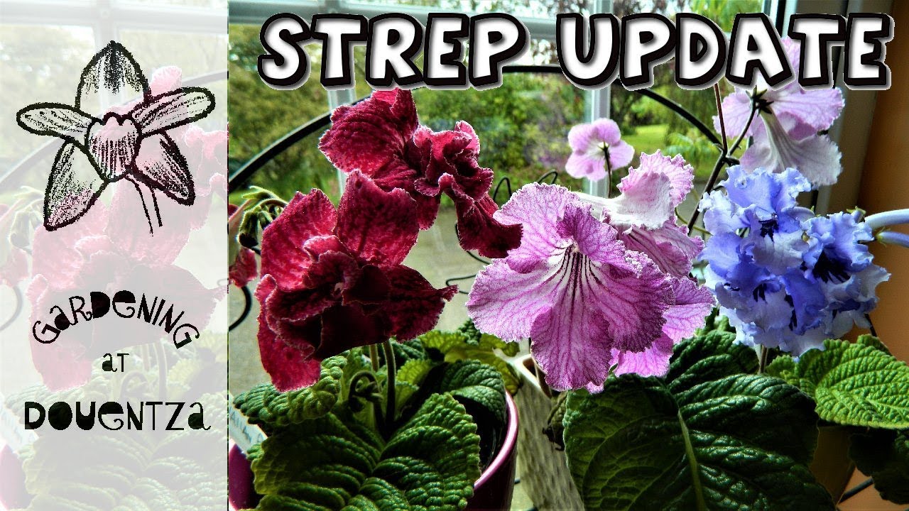 Strep Collection Update, Care & Mealies
