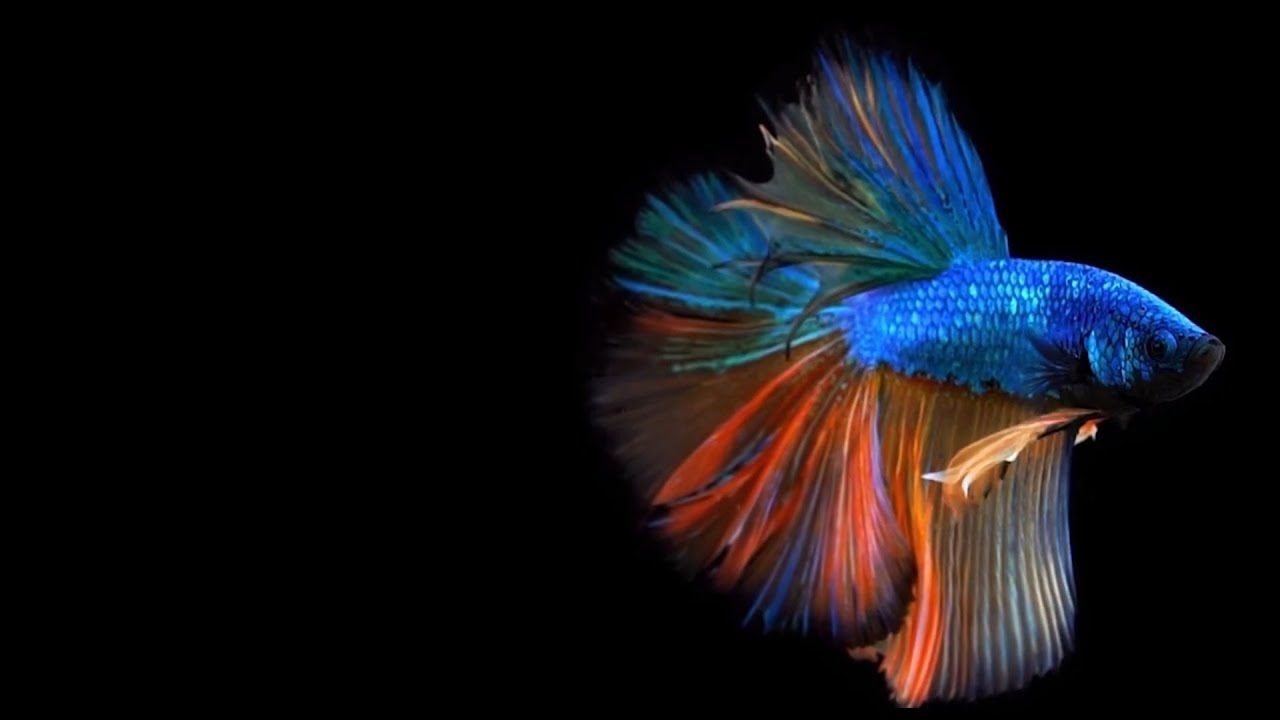 Stunning Hologram Halfmoon Betta Fish in HD | Free Background Music BGM 1 Minute