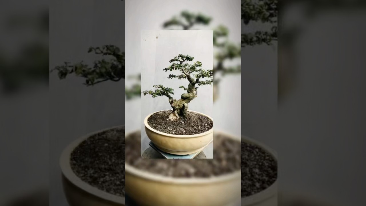 Update bonsai serut