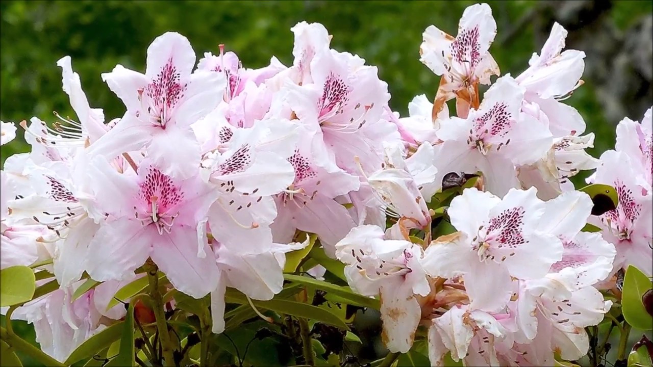 Jardín de Villafranca del Bierzo - MAYO 1ª y 2ª Quincena
