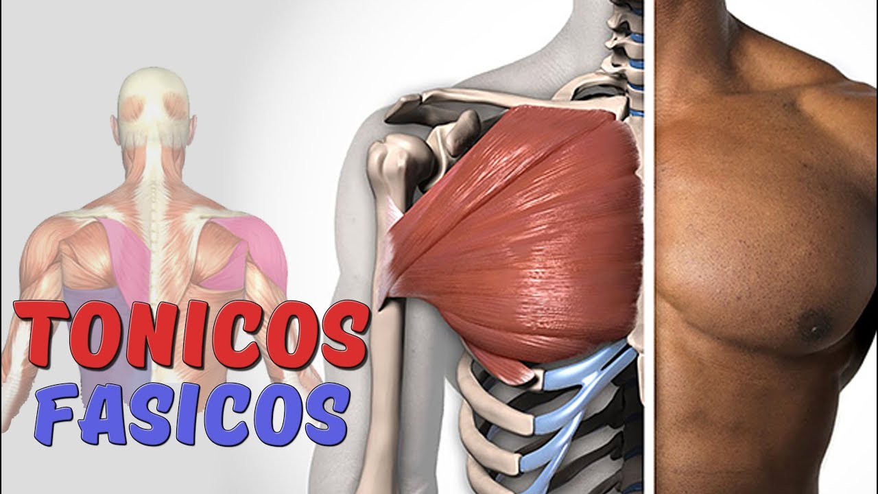 Entrenamiento Músculos TÓNICOS y FÁSICOS | Ley de Borelli y Weber Fick