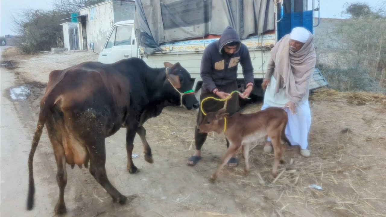 New baby wali Buffalo and baby wali cow ki unloading ki | Adil Charwaha 