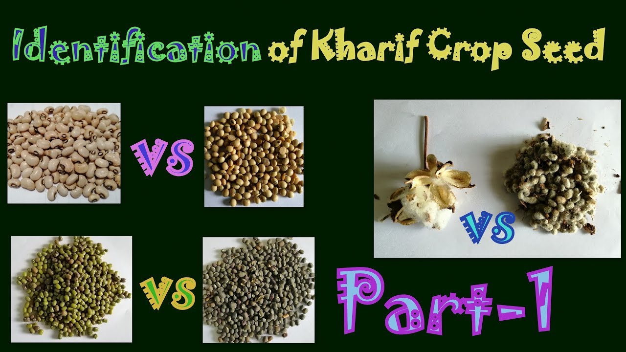 Identification of Seeds | Kharif Crop Seeds | Part-1 | Hindi | AA #16