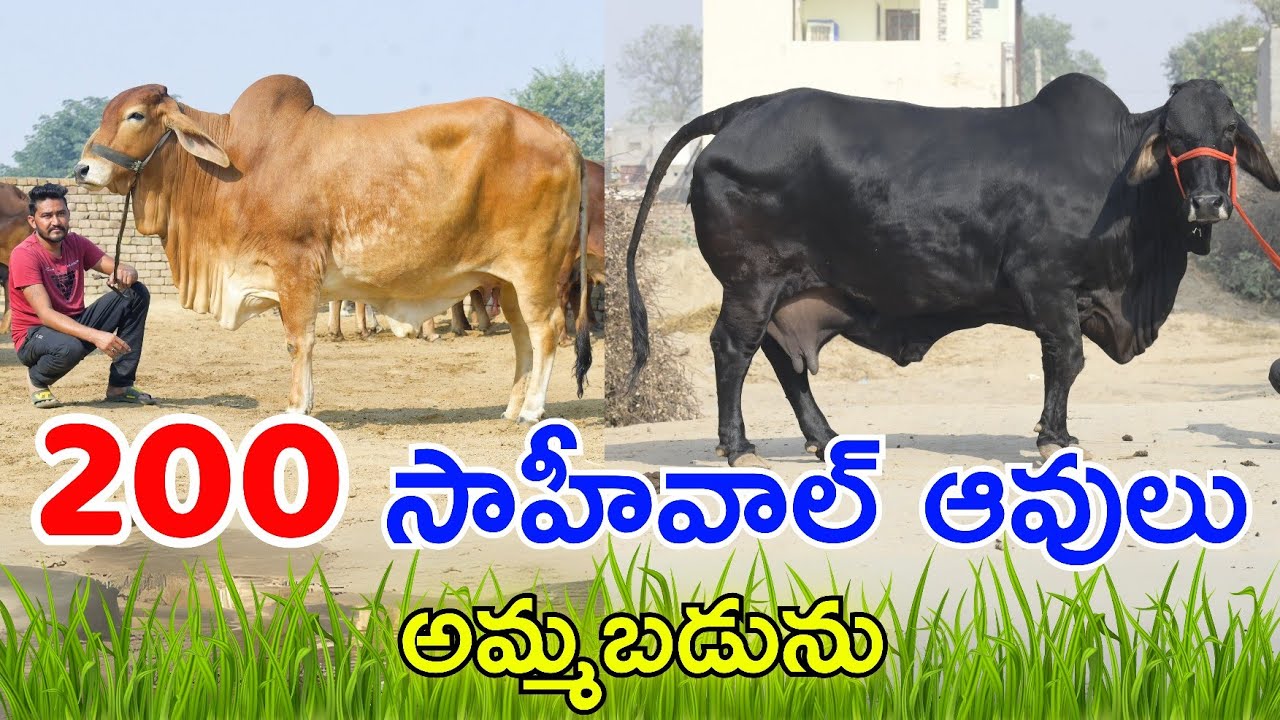 200 సాహీవాల్ ఆవులు అమ్మబడును | Sahiwal Cow's Prices in Rajasthan