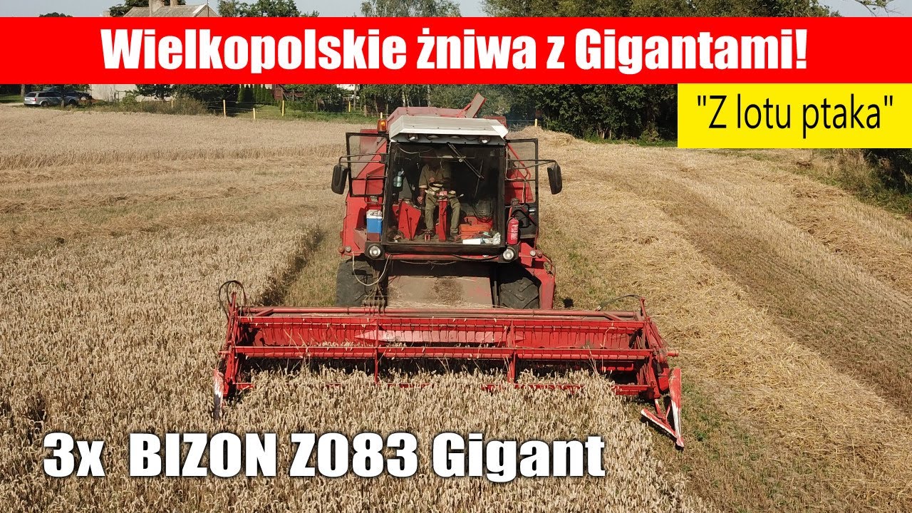 3x Bizon Z083 Gigant – Wielkopolskie żniwa 2025 (“z lotu ptaka”)