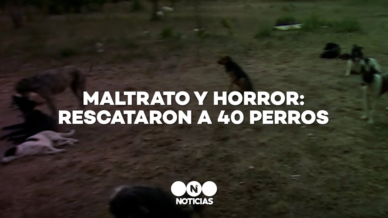 Maltrato y horror: rescataron a 40 perros