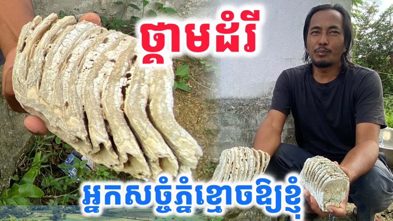 ថ្គាមដំរី​ អ្នកសច្ចំភ្នំខ្មោចឱ្យខ្ញុំ​ យកមកទុកលេីផ្ទះបានសុខសប្បាយ