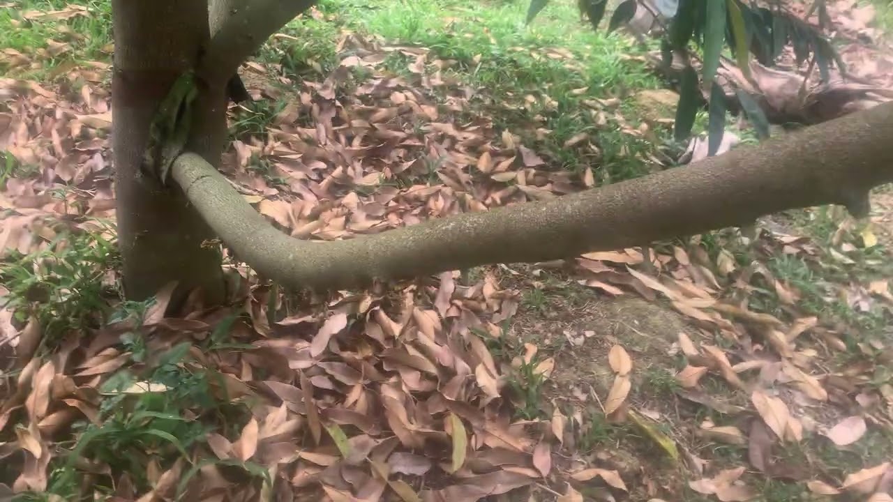 Quy trình kéo đọt cùng nuôi bông trước xả nhị 