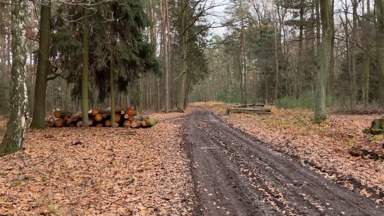 A walk through the November forest