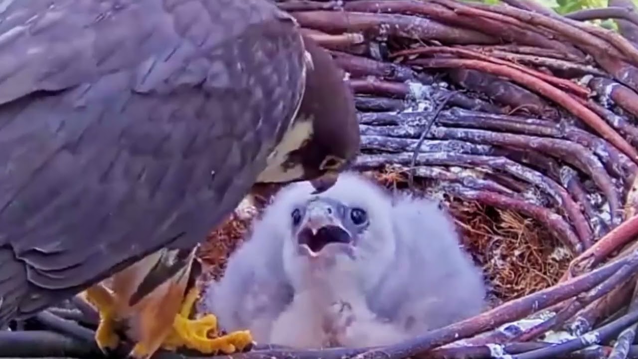 #falcon Cam4#87 Review baby birds in the nest - Dad and mother brings food to feed their chicks