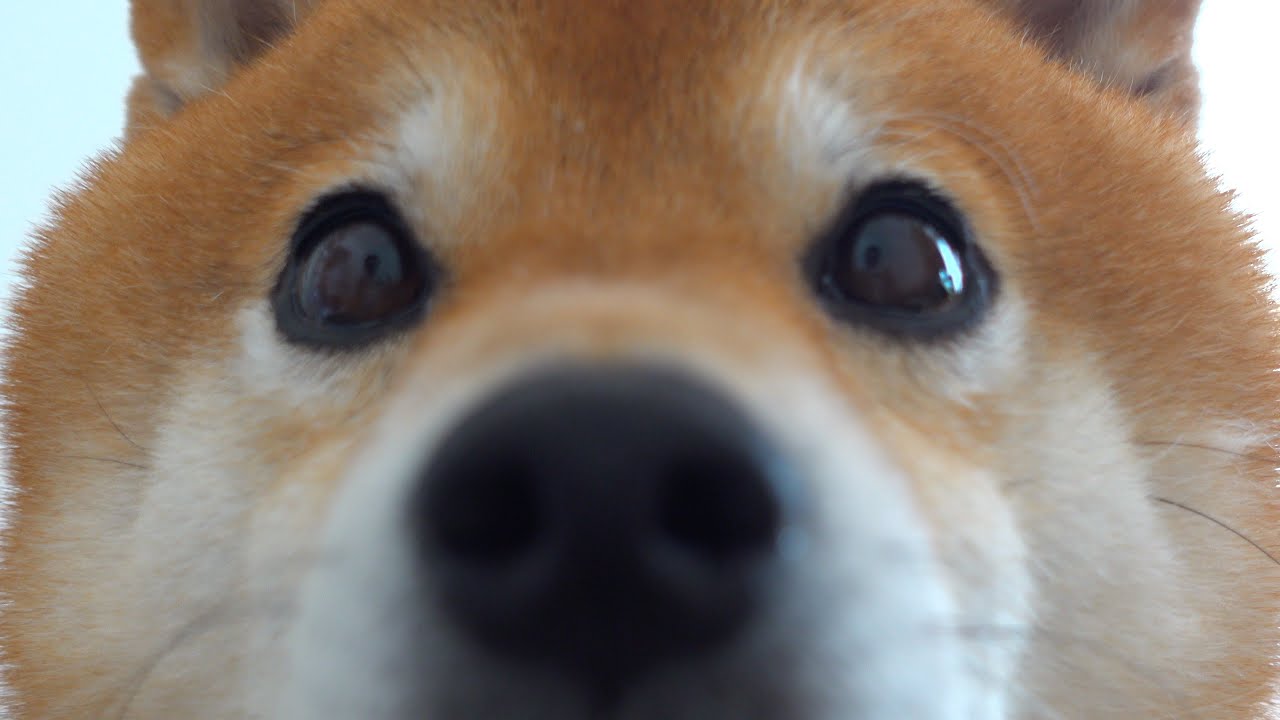 子猫と先住猫の騒ぎに柴犬の親分涙目‥するとそこへ母親役の柴犬が。