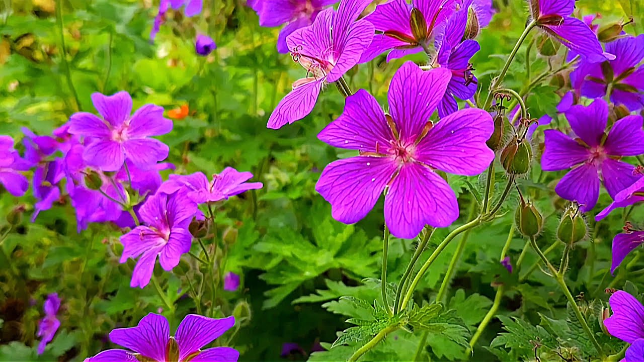 Zarte Bl&uuml;tenpracht: Die bezaubernde Welt der Rosenbl&uuml;ten
