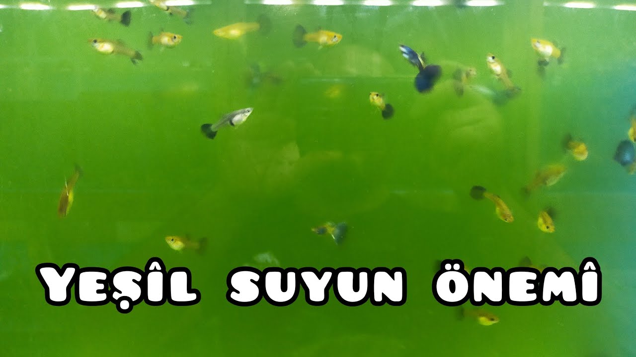 Yeşil su &ouml;zel t&uuml;r Lepistes i&ccedil;in yeşil suyun &ouml;nemi ve yeşil sudan kurtulma y&ouml;ntemleri green water