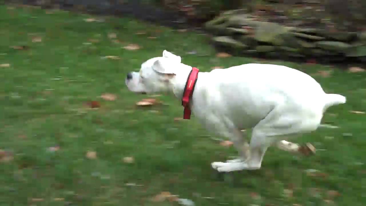 White boxer running laps