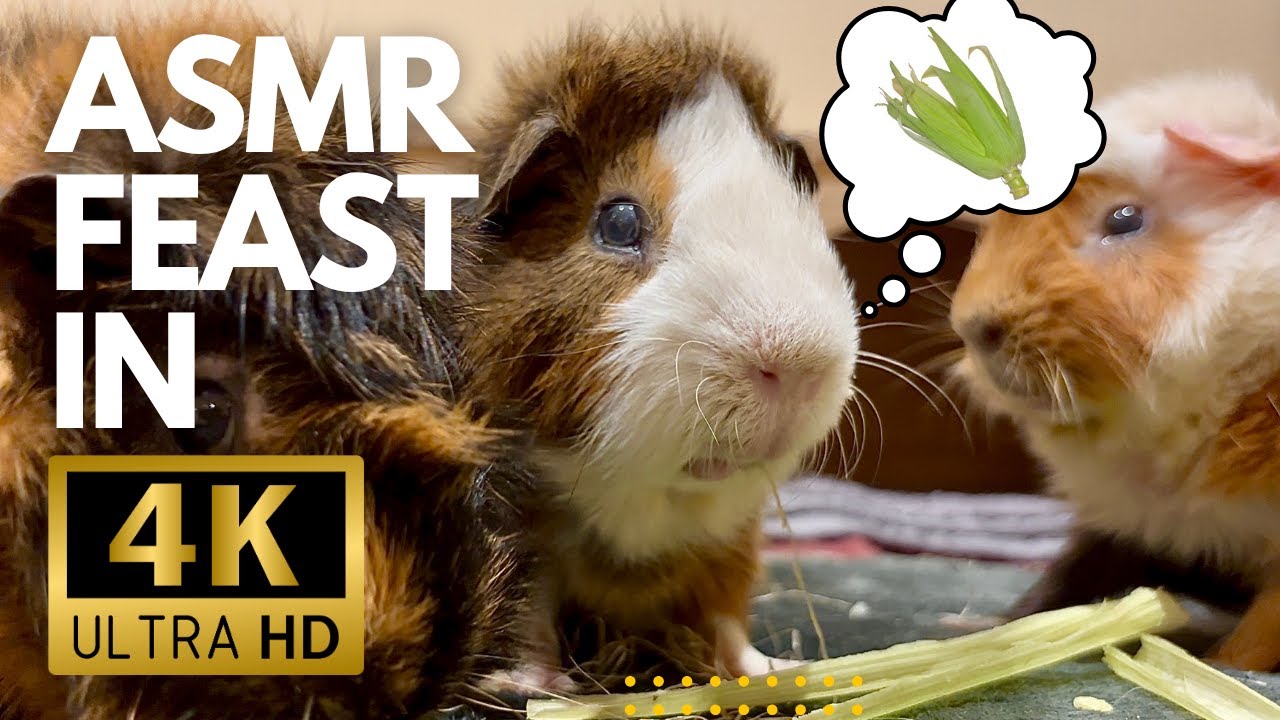 Piggies Eating Corn Husk 🌽 in 4K | Gentle Guinea Pig ASMR