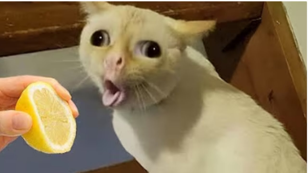 Ria até chorar com esses animais engraçados 😂