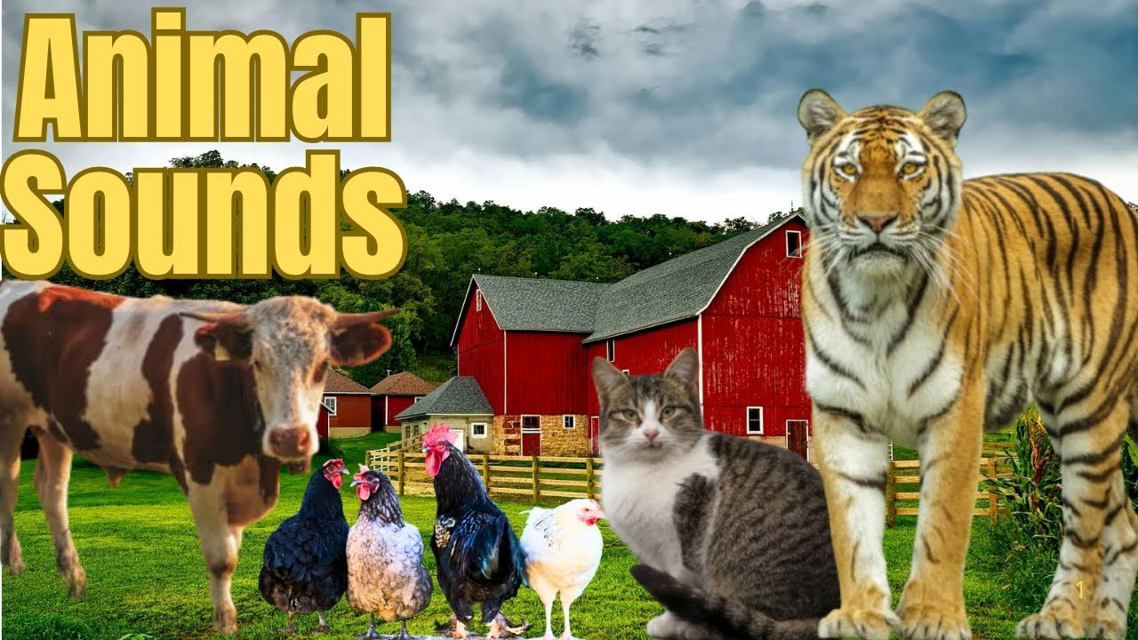 Amazing Animal Sound Effects | Nature & Wildlife Audio