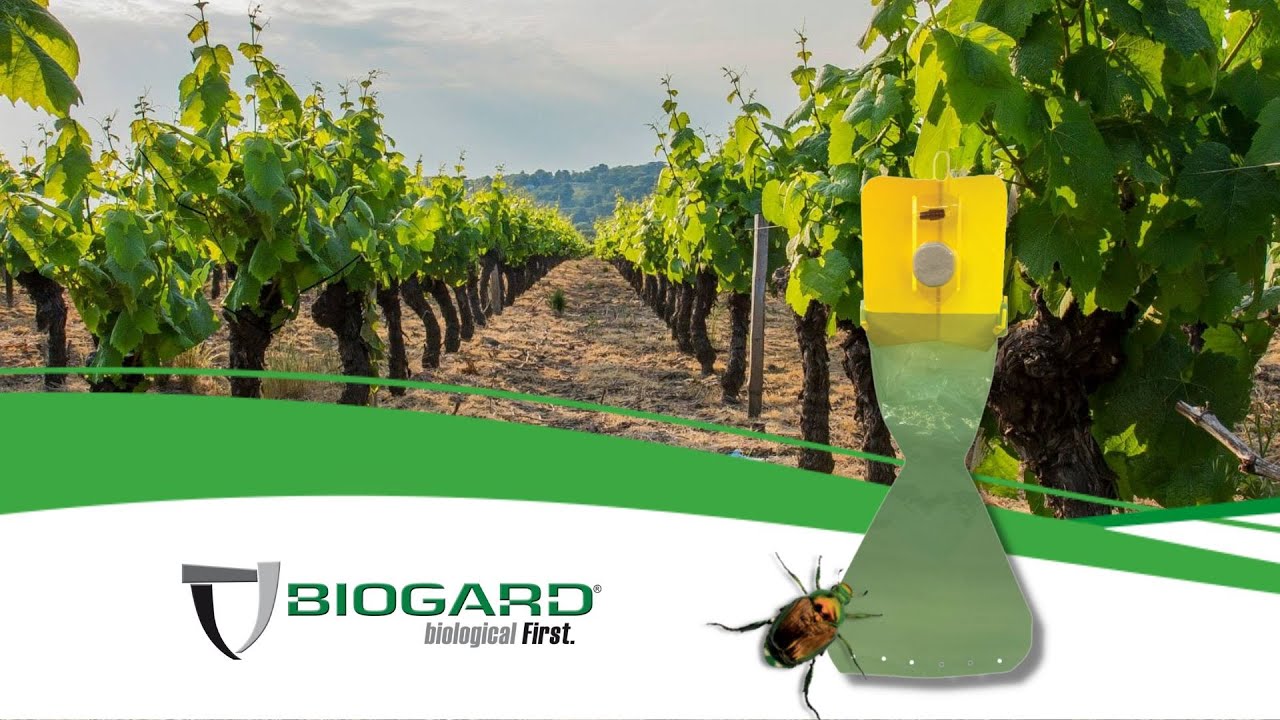 Montaggio della trappola Popil Trap