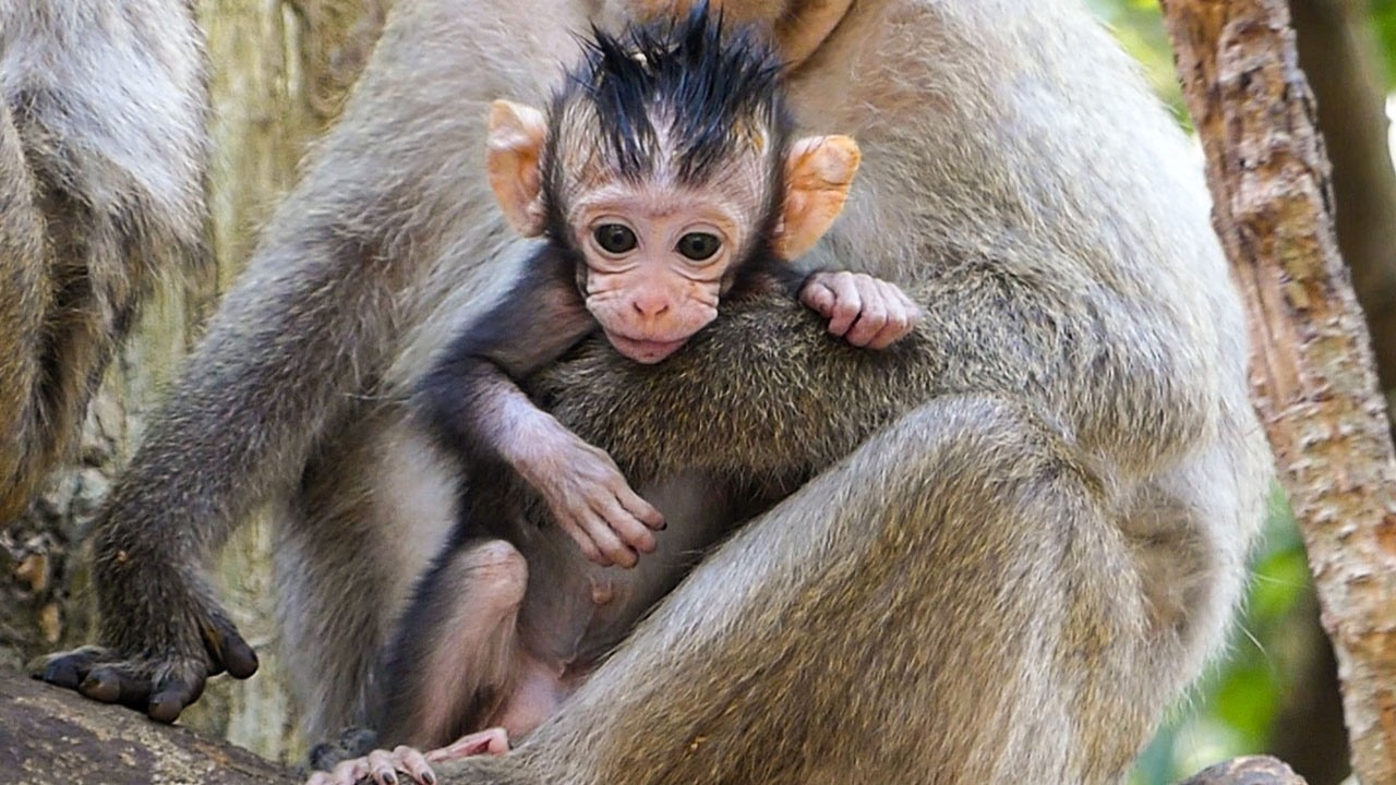 Slow gentle life | Monkey baby Aubrey consoles her niece (Avery) to play with her