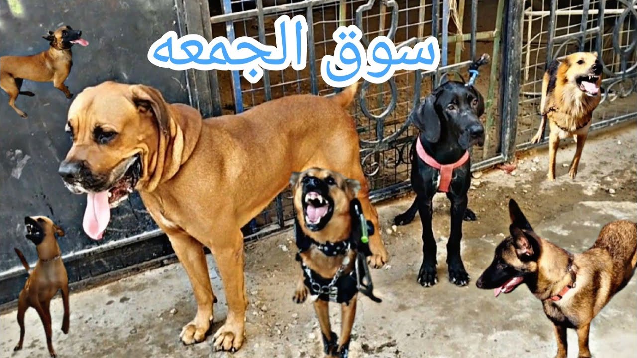 اسعار الكلاب في سوق الجمعه واخطر كلاب في سوق السيده عائشه لجميع انواع الكلاب الشرسه وجرواي 