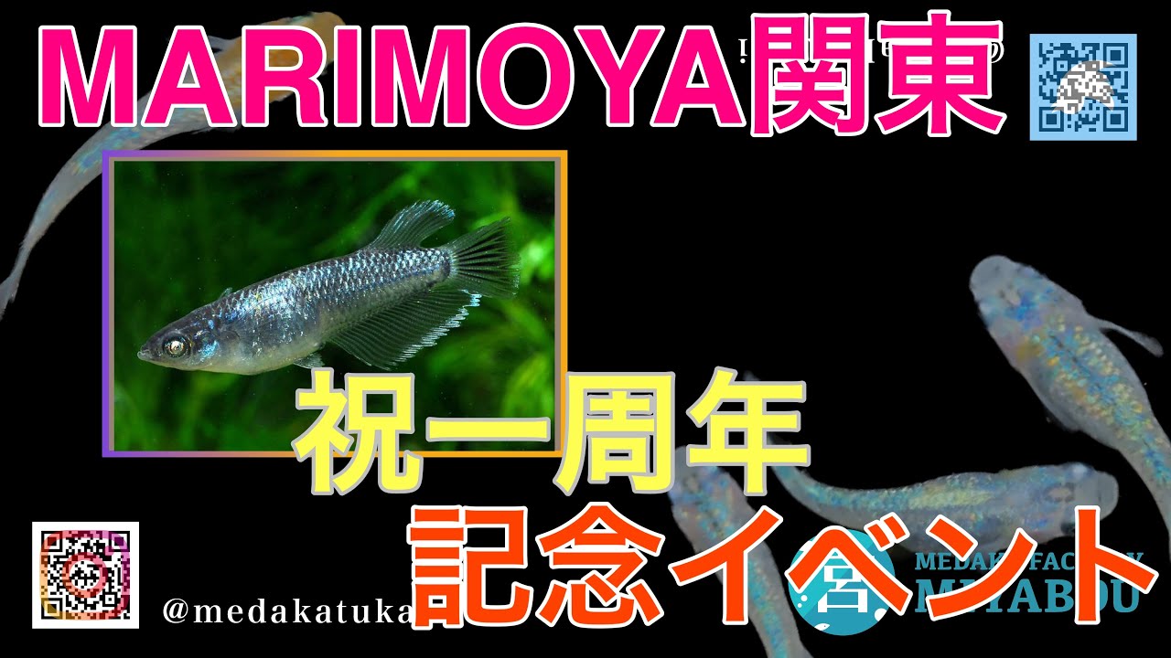 MARIMOYA関東1周年記念イベント突撃！前編！出禁になりました！