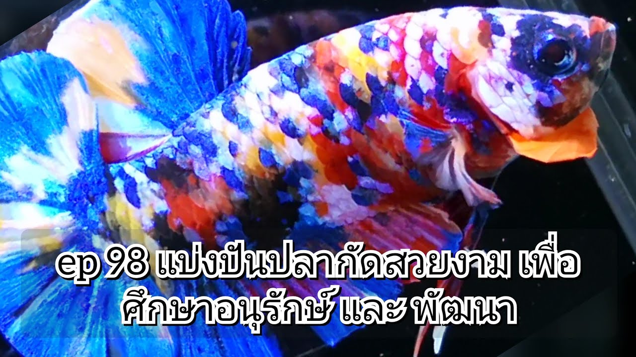 ep98 แบ่งปันปลากัดสวยงาม เพื่อศึกษาอนุรักษ์ และ พัฒนา #ปลากัดสวยงาม #เพาะปลากัด #betta