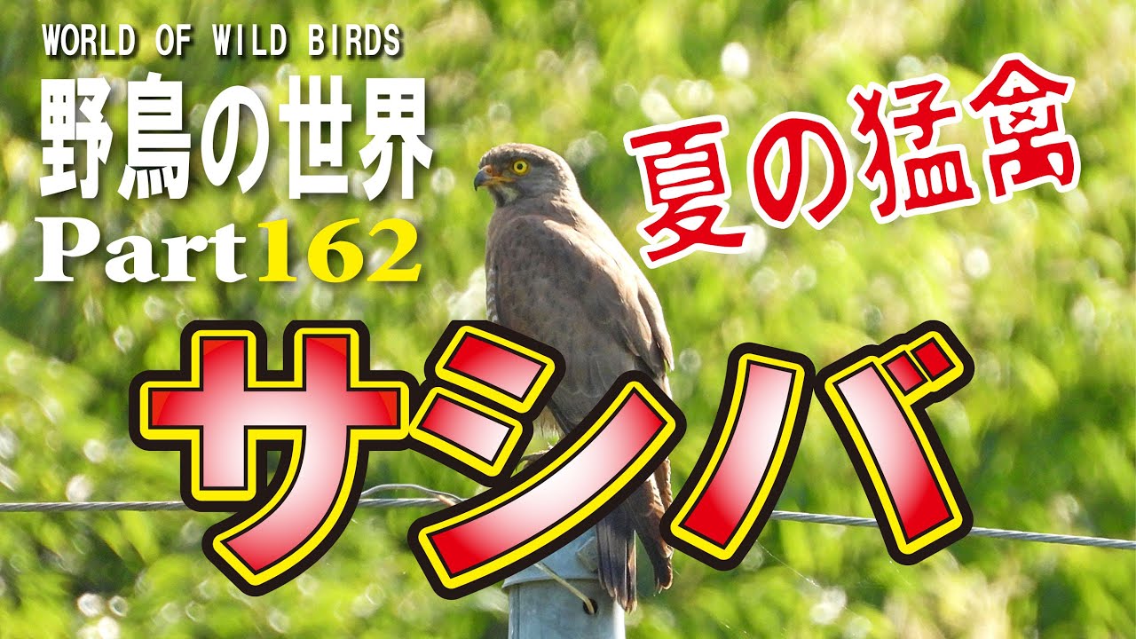 野鳥の世界Part162　夏の猛禽サシバ