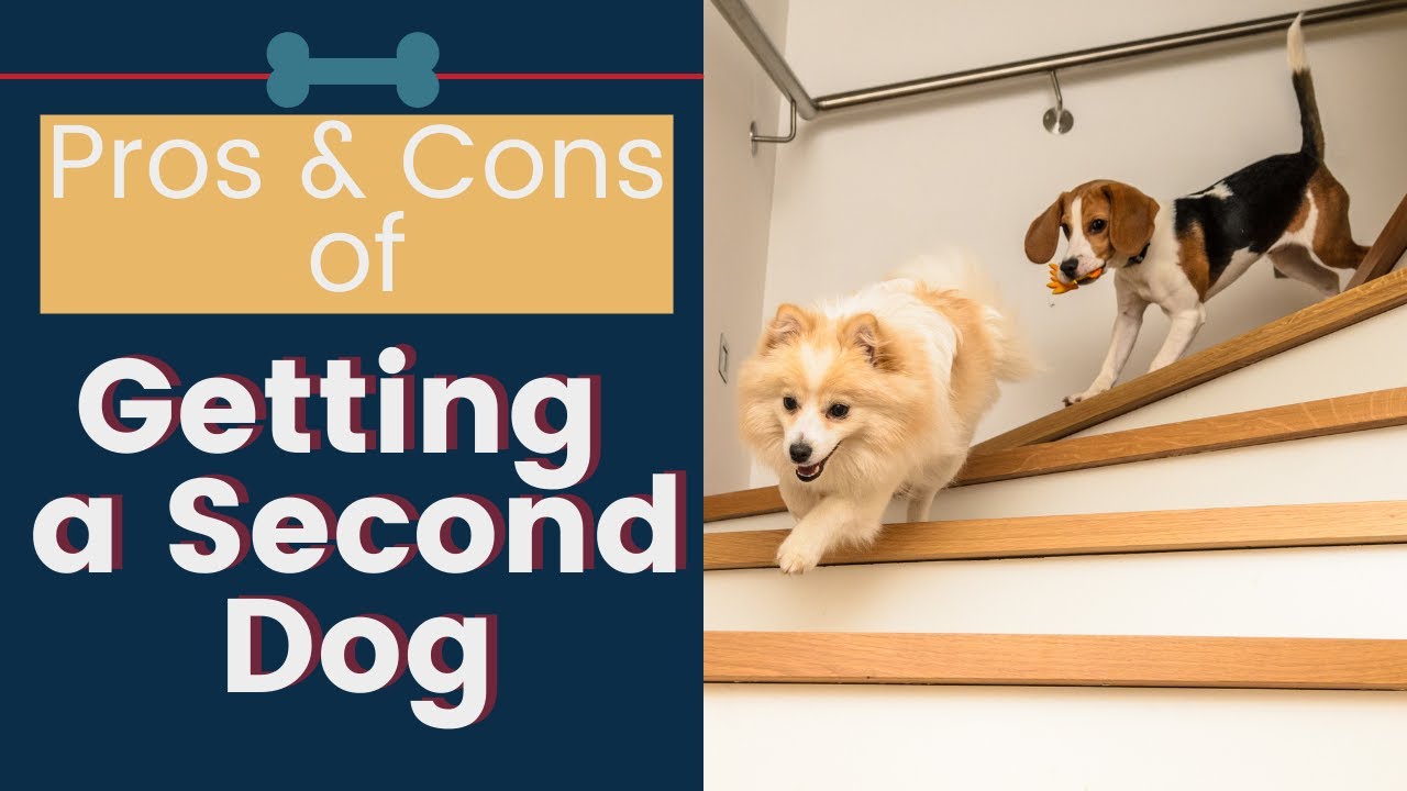 Getting a Second Dog Pros and Cons