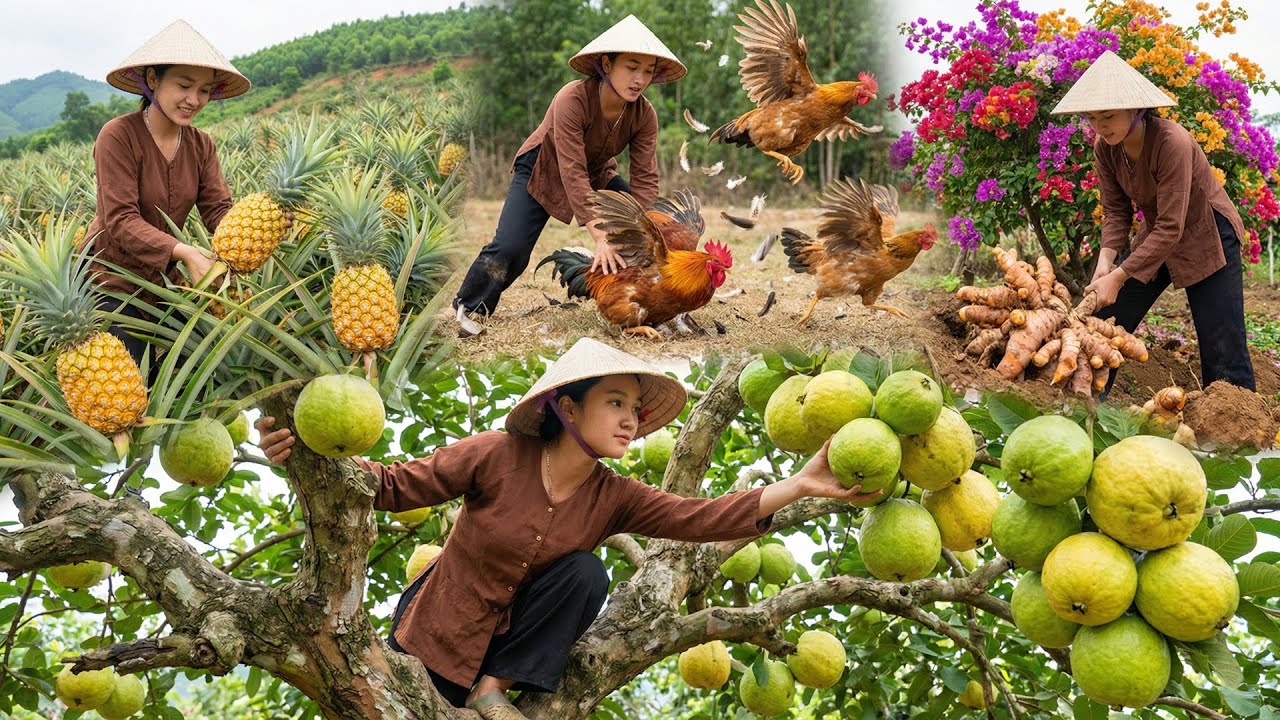 7 Days Harvesting: Pineapples, Turmeric, Guavas & Catching Chickens, Go to Sell | Countryside Life