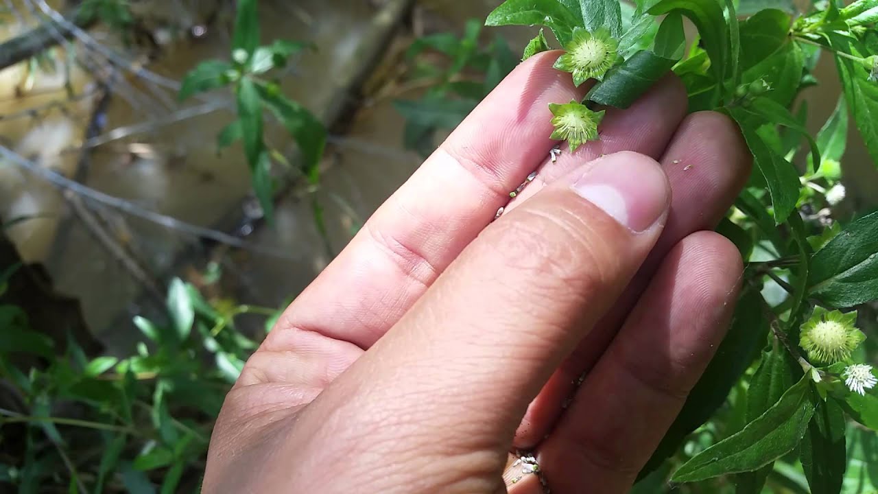 14. Eclipta prostrata