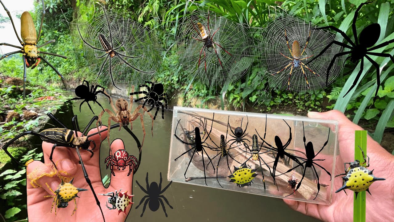 AMAZING !! Hunting Top Giant Golden Orb Spider In The River