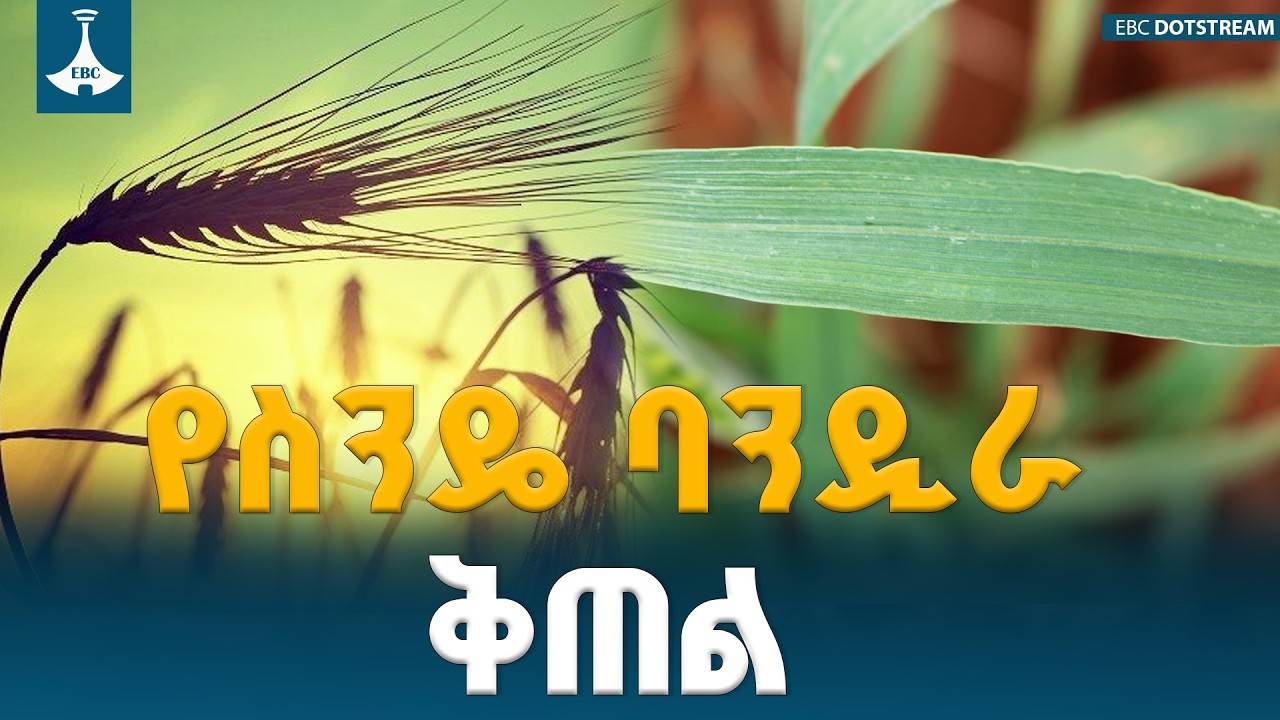 የበጋ መስኖ ስንዴ ልማት በአፋር |ወደገጠር|
