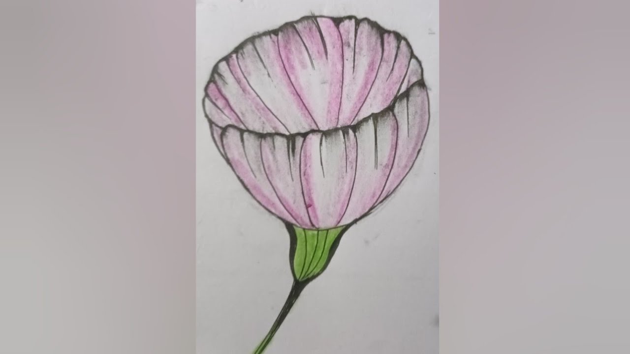 Cosmos flower art || flower art #cosmos #flowers #drawing #art 