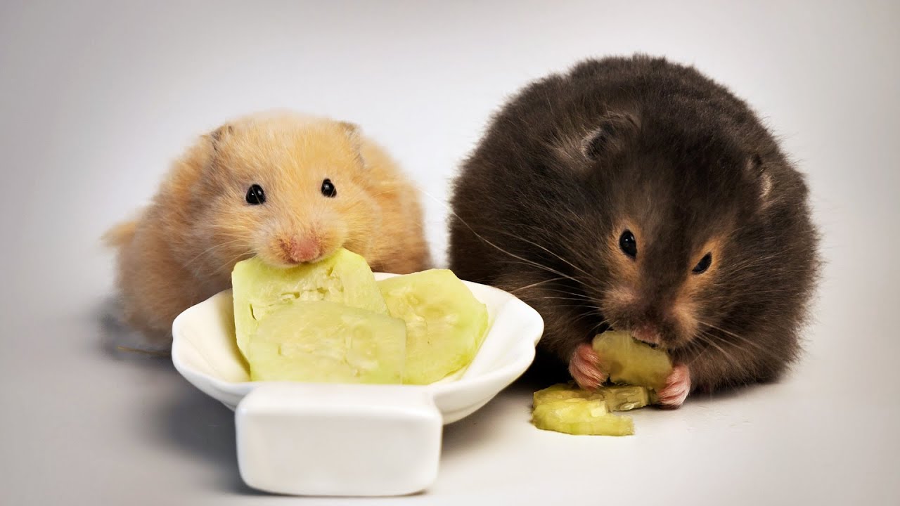 У моего хомяка есть черные дети?! My Hamster Has Black Babies?!