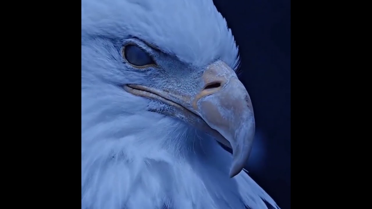 Eagle's Eye | let's see with the eye of eagle  #marvel #birds #scary
