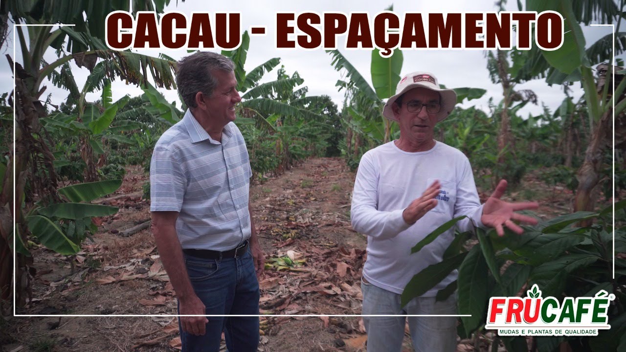 Qual o melhor Sistema de Implantação e Espaçamento para CACAU?