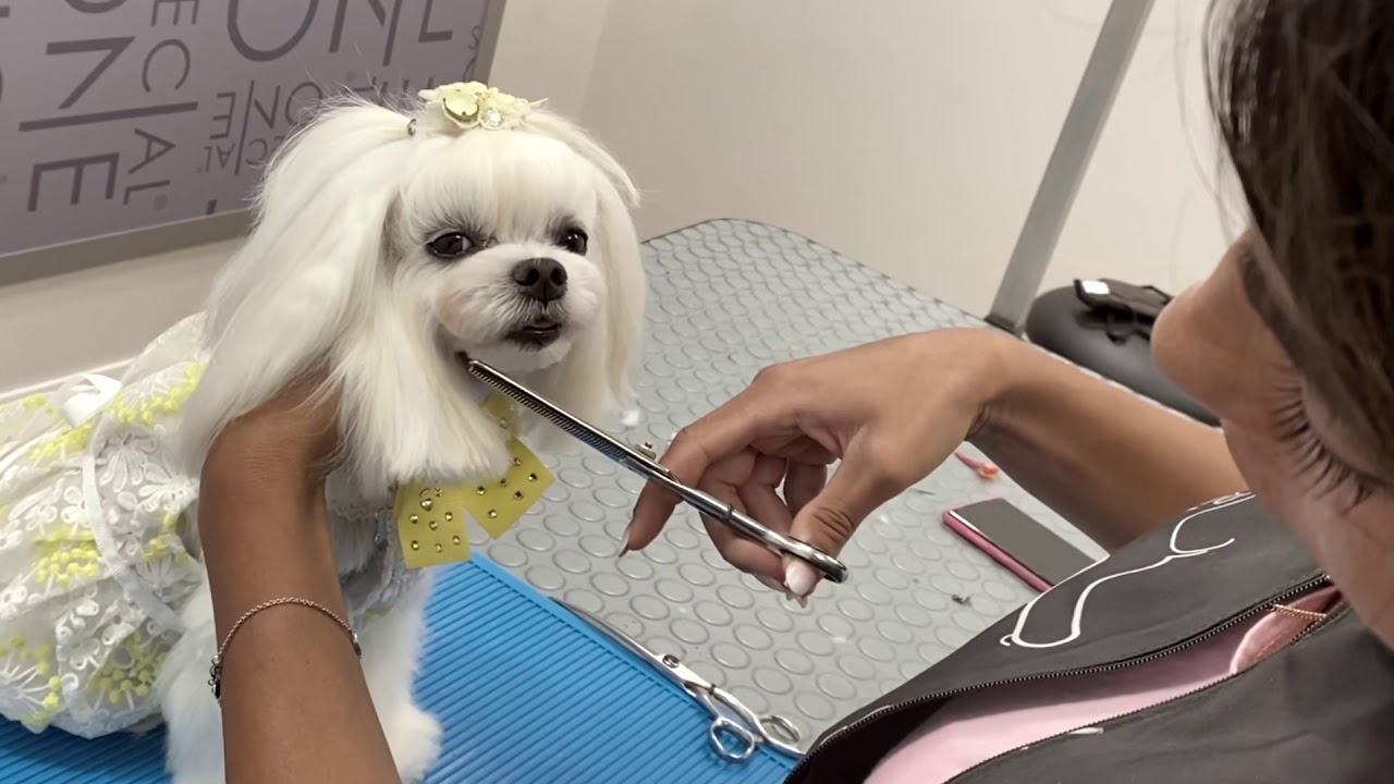 Special One Grooming Academy