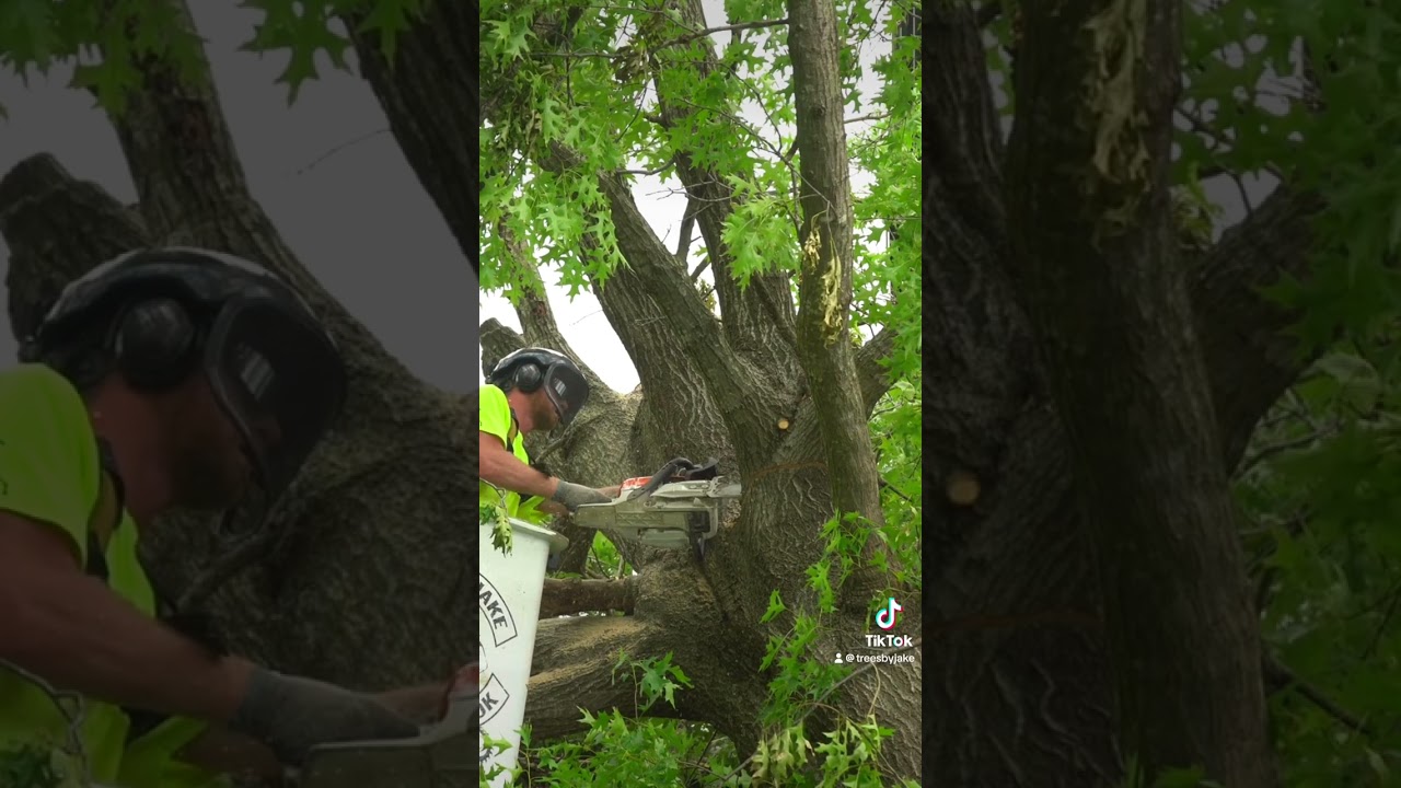 Tree Emergency with a Crane!  #TreeEmergency #Crane #TreeWork
