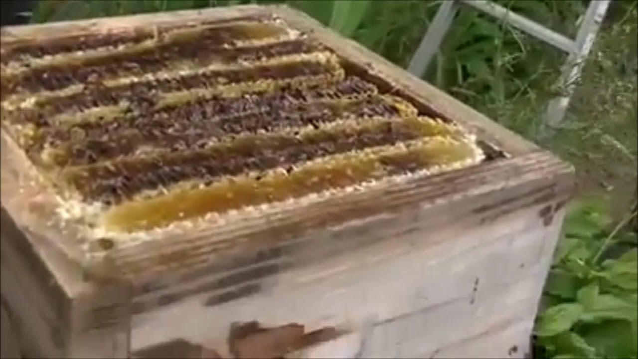 استخراج العسل من خلية يابانية