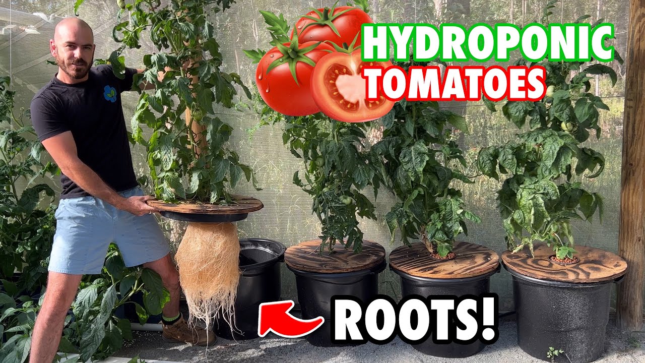 Как выращивать томаты Kratky на гидропонике