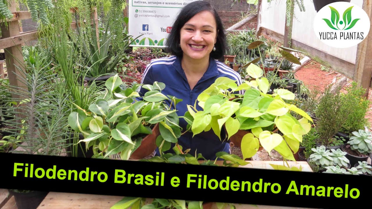 Filodendro Brasil e Filodendro Amarelo - Venha conhecê-los!