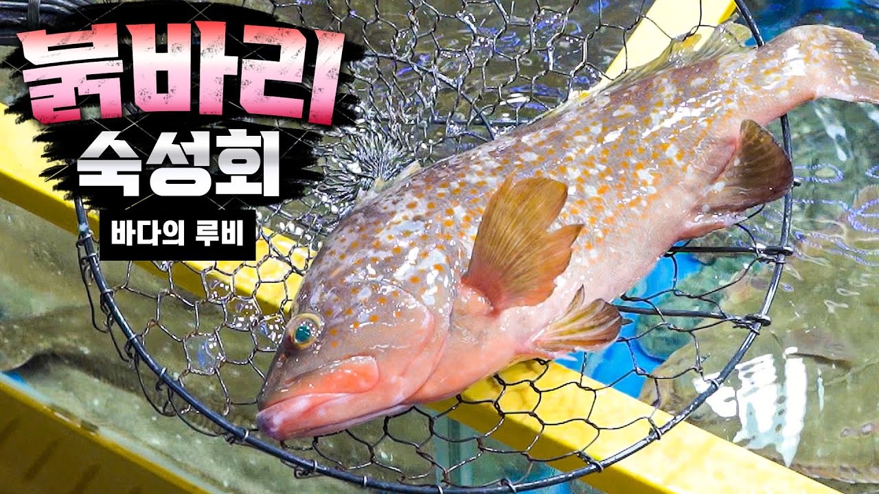 여름 제철 횟감의 끝판왕! 자연산 붉바리